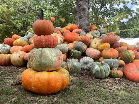 blazers pumpkin patch|blasers acres green bay.